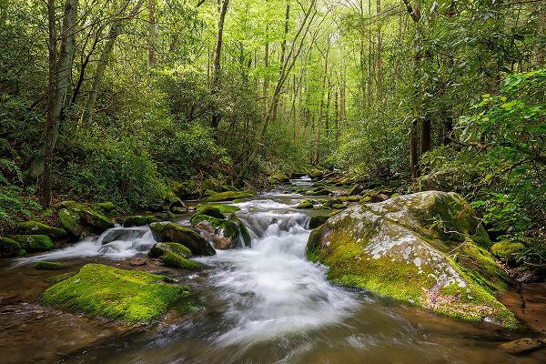 Jones, Adam 아티스트의 Cascading mountain stream-Great Smoky Mountains National Park-Tennessee-North Carolina작품입니다.